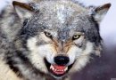 Video: Attention: Whites!! The Day of the Wolves!