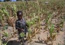 1975: Rhodesia was No 1 in global agriculture – 2017: Zimbabwe imports 80% of its food! – 90% unemployment!