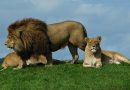 Poachers Tried to Kill Rhinos in S. Africa – Instead, a Pride of Lions Killed Them!!!